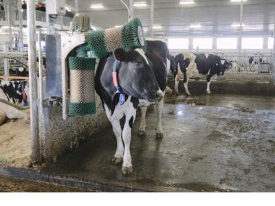 general cow wash 11